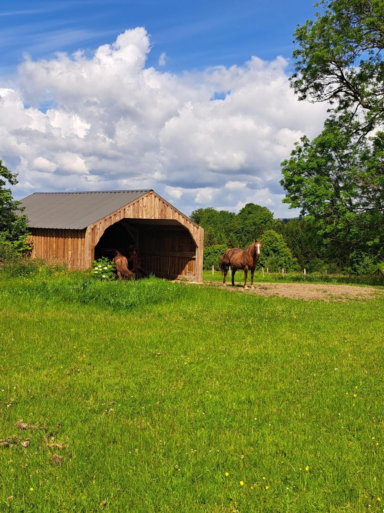 Gite L'Olivier A Filly - Nadrin, Entre Houffalize Et La Roche-En-Ardenne Екстер'єр фото